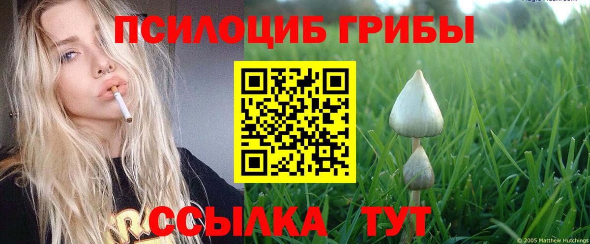 Галлюциногенные грибы Psilocybe Абинск